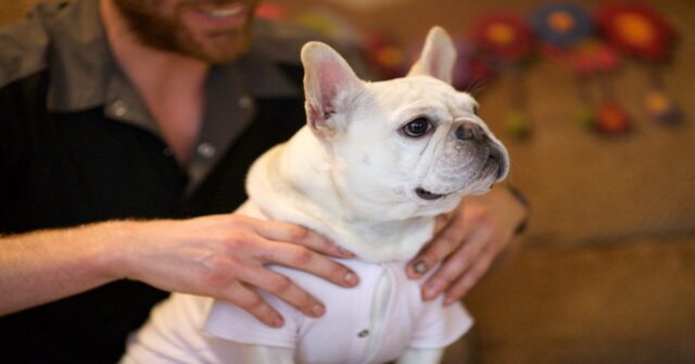 Trixy, la cucciola di cane che adora i massaggi sul collo (VIDEO)