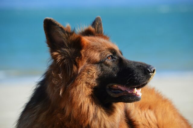 Ulisse, il cane libero di Ostuni che è stato adottato dall’intera comunità (VIDEO)