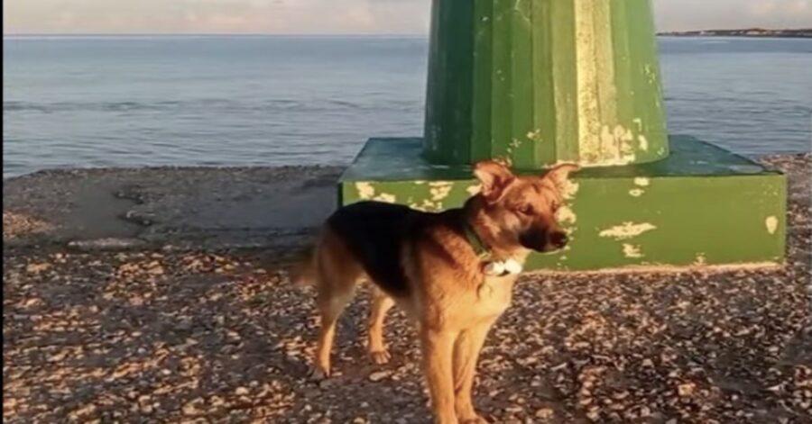 Cane sulla spiaggia