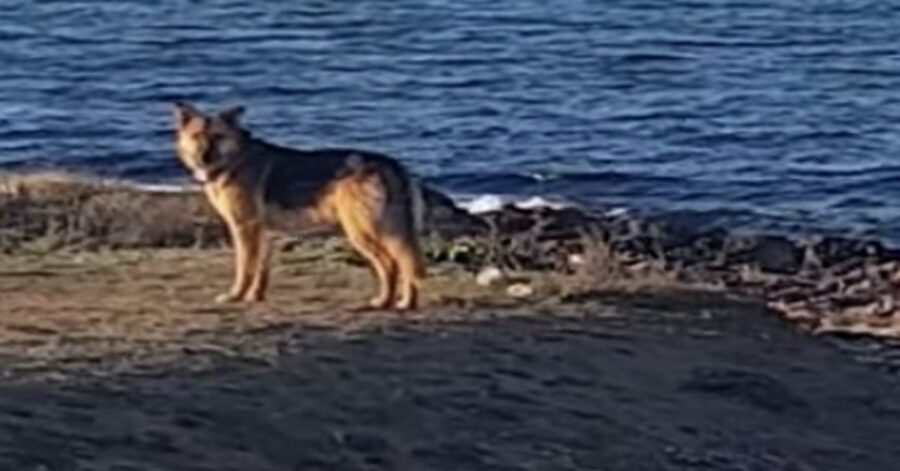 Cane felice sulla spiaggia di Ostuni