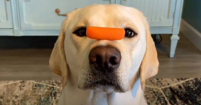 Un Labrador e una cagnolina affrontano per la prima volta un test di equilibrio