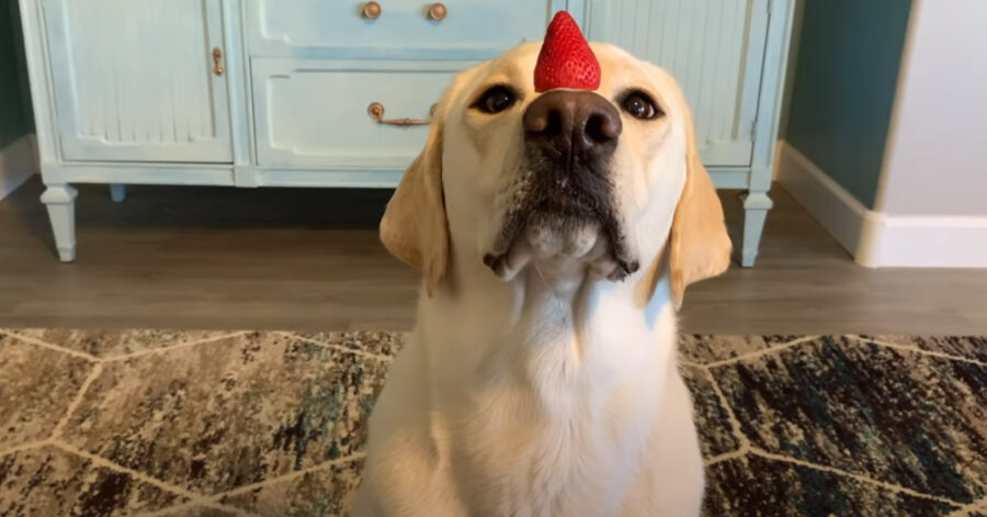 Labrador con il cibo sul naso