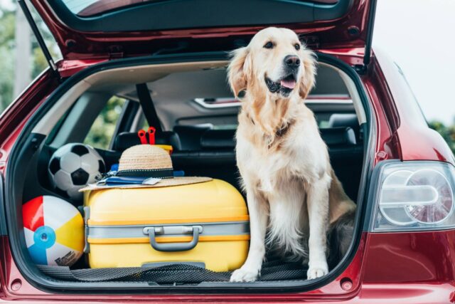 7 accessori indispensabili se devi affrontare un viaggio in auto con il cane