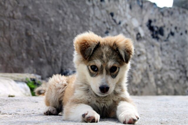 Accogliere il cane appena adottato in casa: 5 cose fondamentali da fare