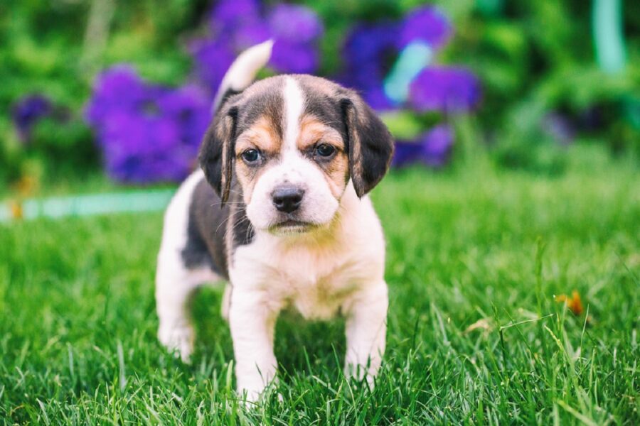 cane prato cucciolo