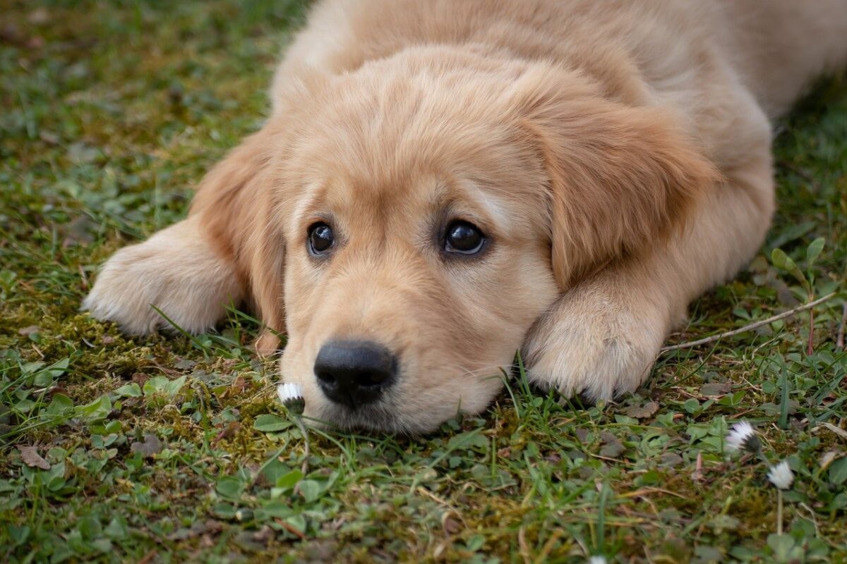 cucciolo triste in giardino