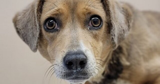 Il cagnolino Stone è cresciuto con una corda al collo, una coppia di anziani lo salva