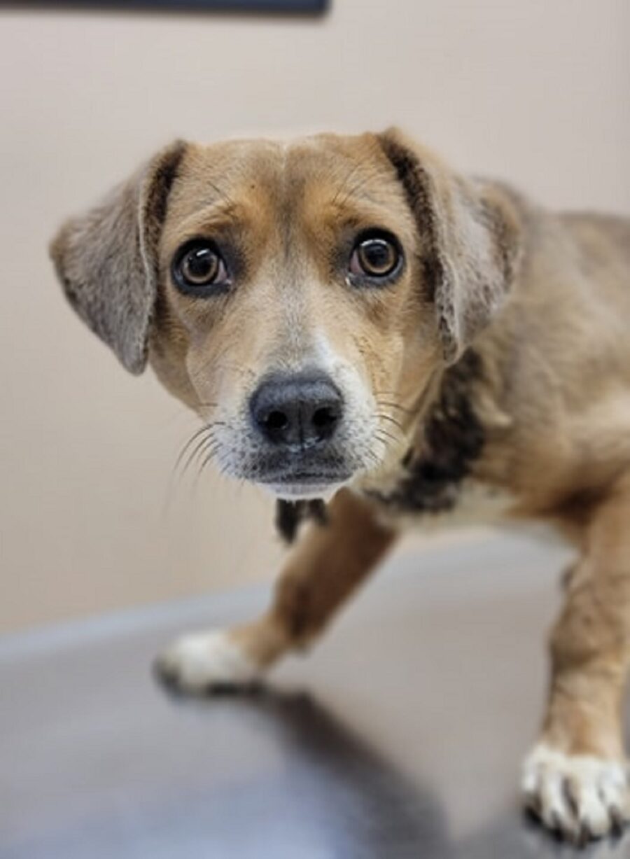 cagnolino corda legata