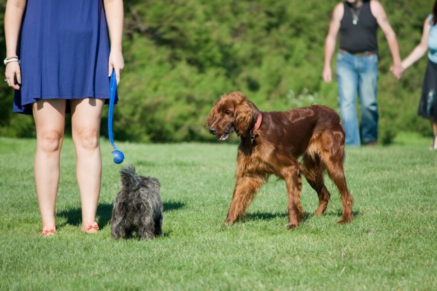 cani che passeggiano al parco