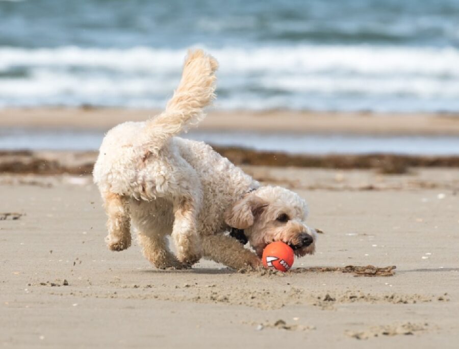 cane gioca pallina arancione