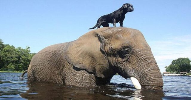 La meravigliosa storia di amicizia fra Bubbles e Bella, una cucciola di Labrador e un elefante africano (VIDEO)