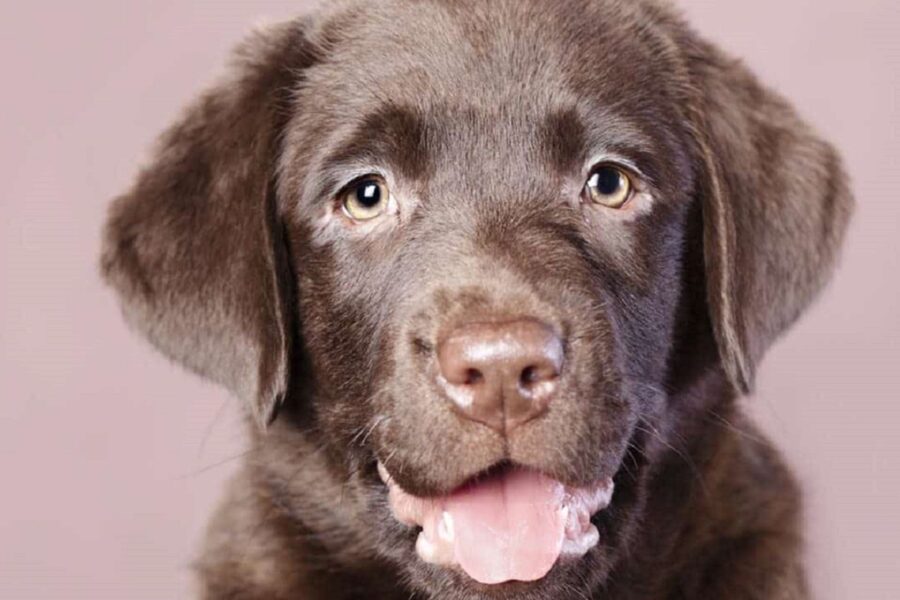 cucciolo di cane labrador