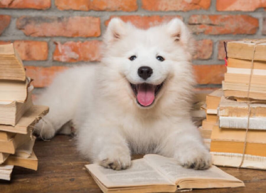 biella cani biblioteca accompagnano genitori