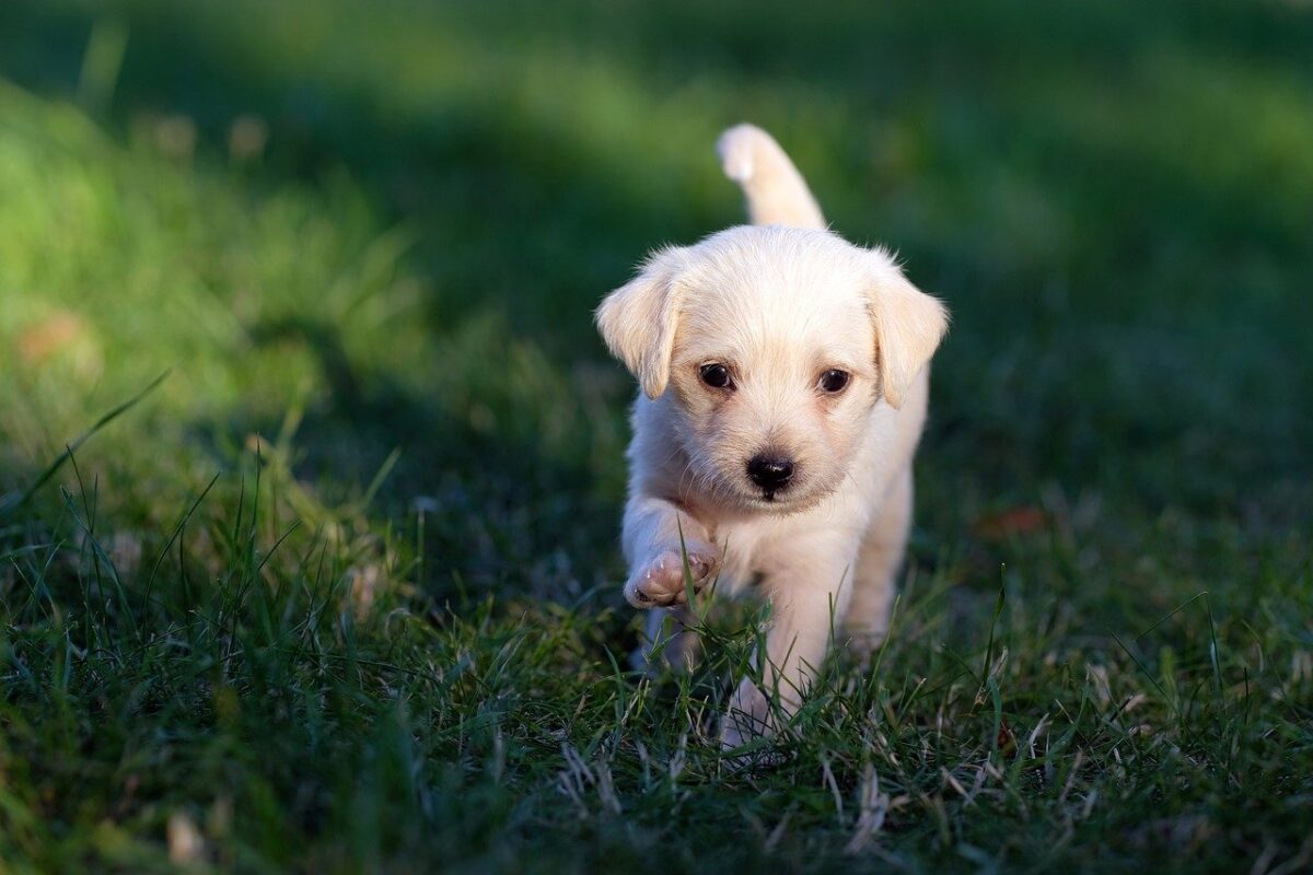 cane bianco cucciolo