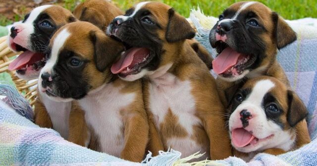 Boxer: 10 cose che probabilmente non sapevi su di loro