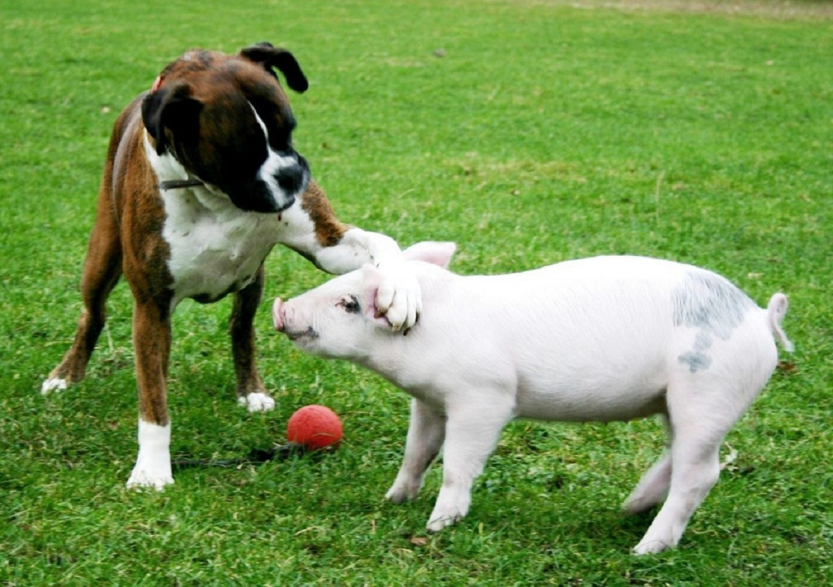 cane e maialino