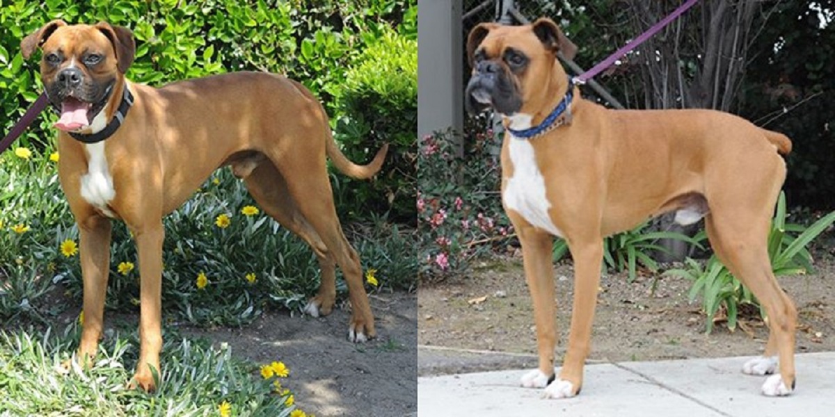 boxer coda