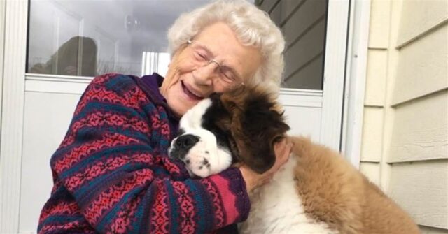 La splendida amicizia fra una nonnina e un San Bernardo (VIDEO)