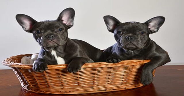 I due cuccioli di Bulldog Francese sono entusiasti quando gli viene detto che andranno al parco (VIDEO)