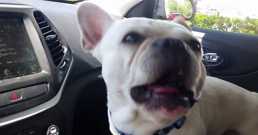 bulldog bianco in macchina