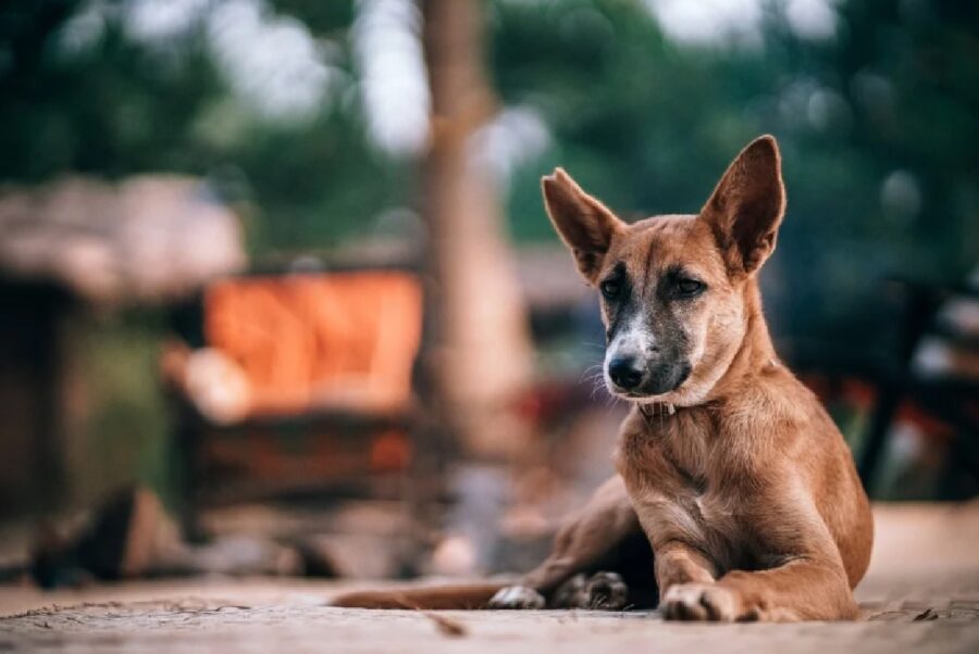 cane strada aspetta aiuto