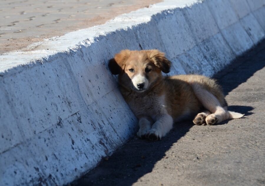 cane strada cerca soccorso