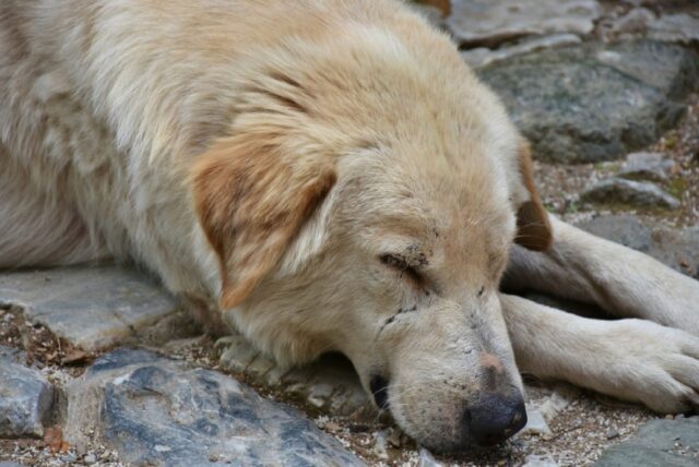 Caltanissetta, l’odissea di un cane ferito e di una famiglia benevola