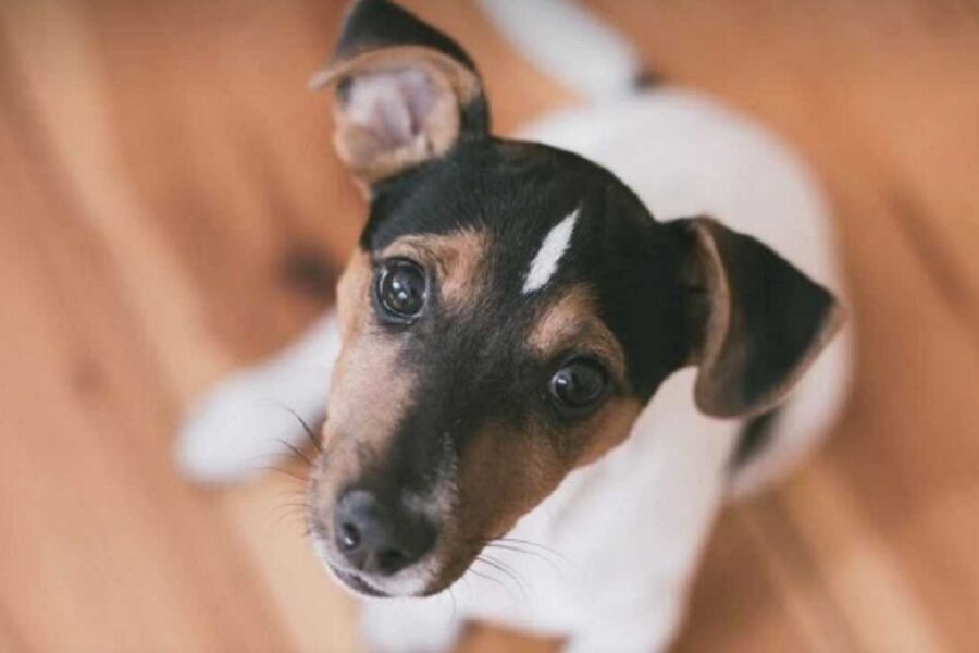 cane guarda in alto