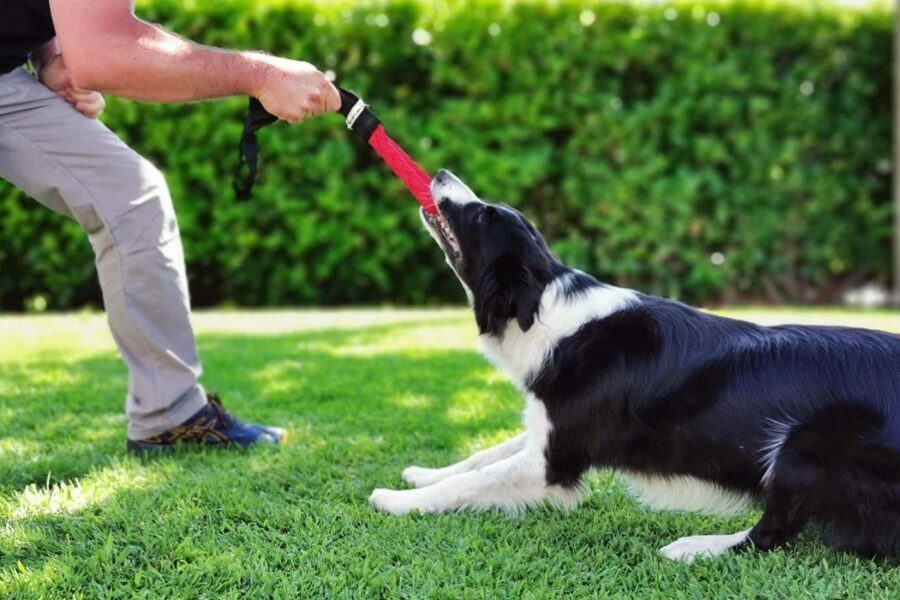 cane gioca al tiro alla fune