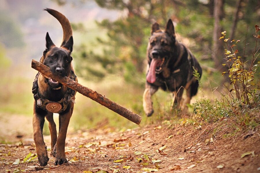 cani giocano nel bosco