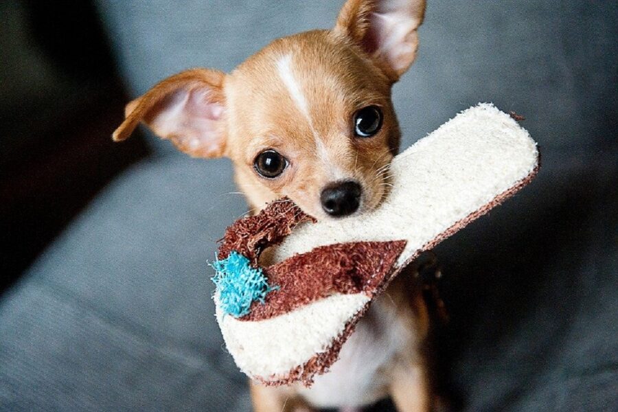 cane con pantofola in bocca