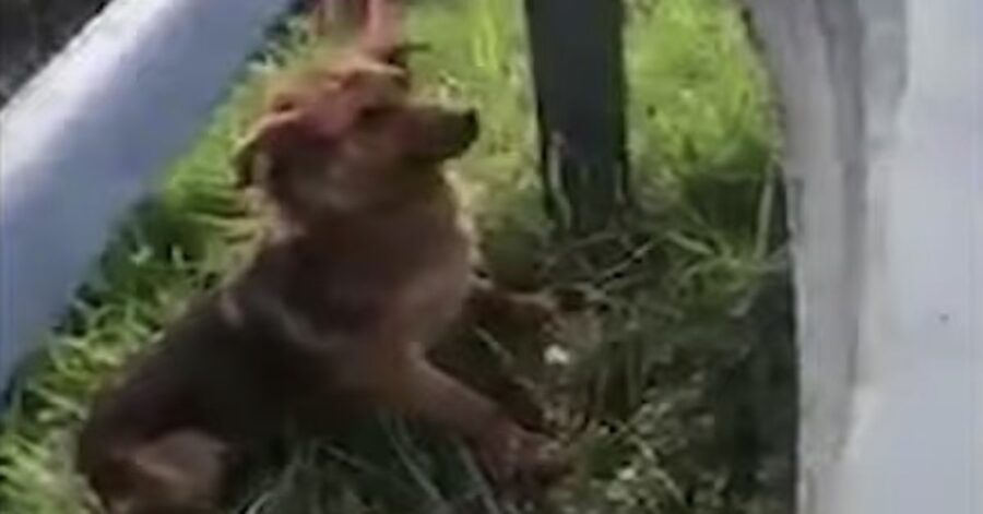 cagnolino spaventato solo in autostrada