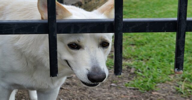 Il cucciolo di cane comprende di essere stato adottato e la sua reazione commuove il mondo (VIDEO)