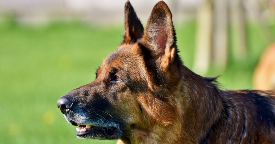 Cane anziano cerca casa