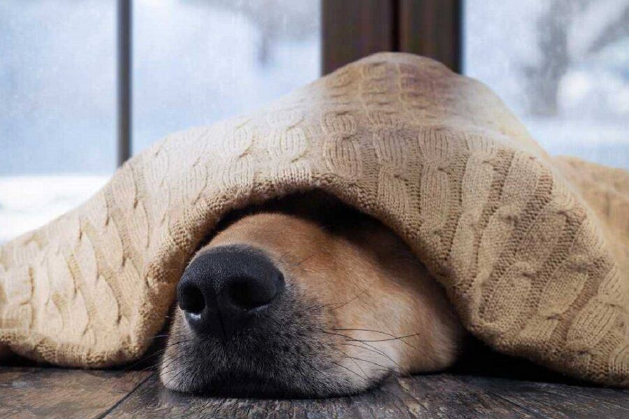 cane con gli occhi coperti