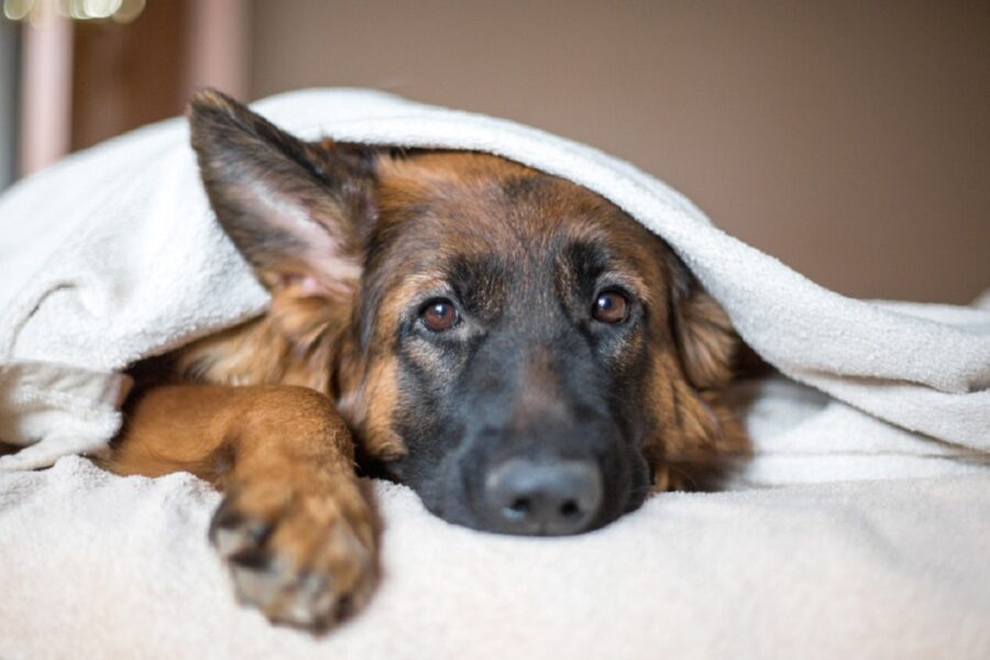 cane sotto le coperte