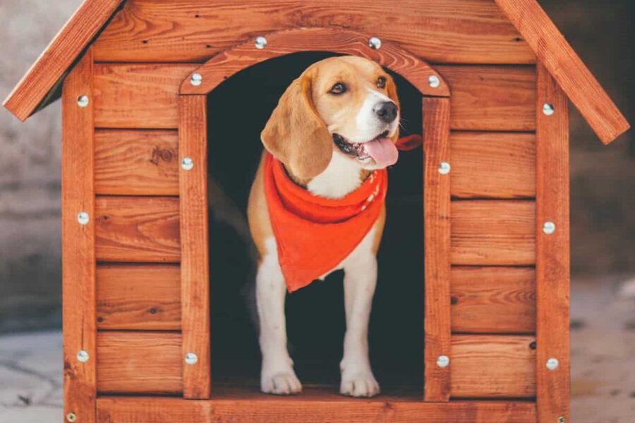 cane nella sua cuccia di legno