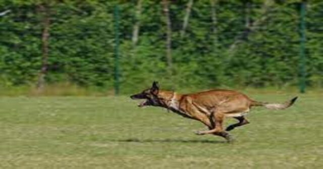 Remy, un cucciolo di Pastore Belga Malinois, cerca di fare un salto ma qualcosa va storto (VIDEO)