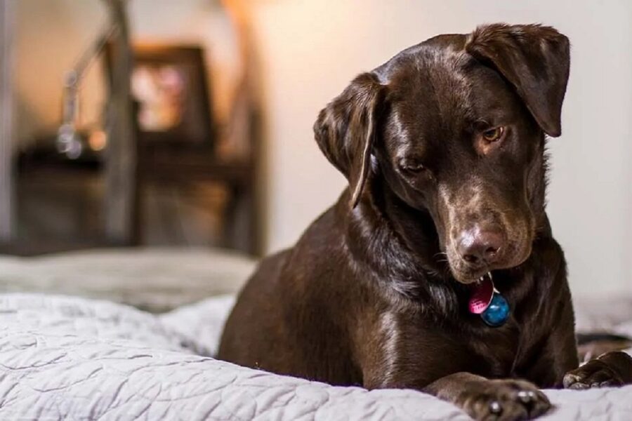 cane sul letto