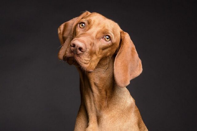 Il cane capisce se stai facendo l’amore, tutto quello che c’è da sapere