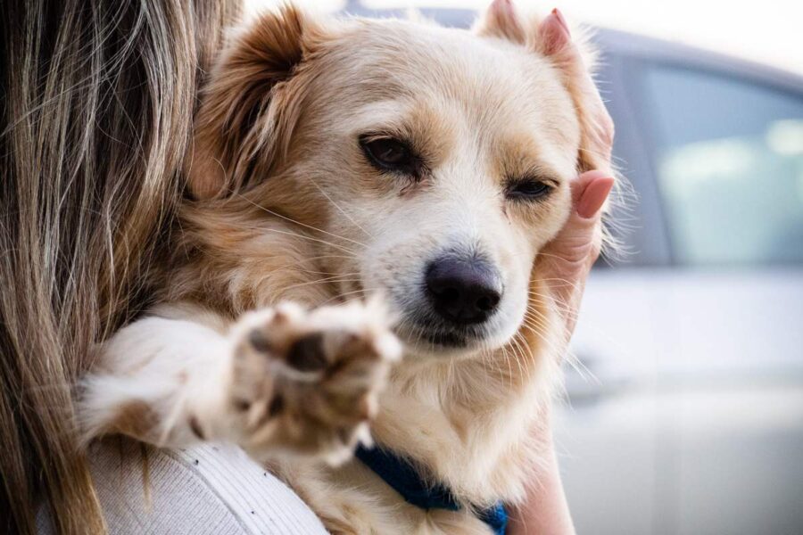 consolare il cane