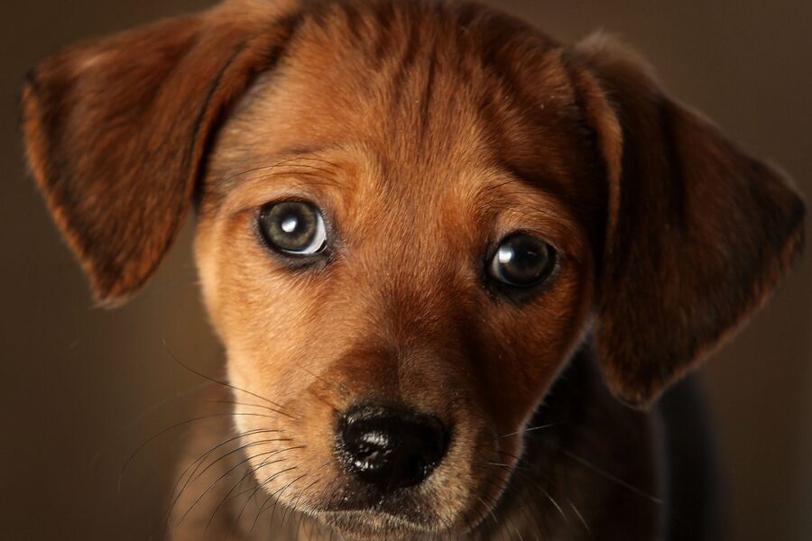 cane con lo sguardo dolce