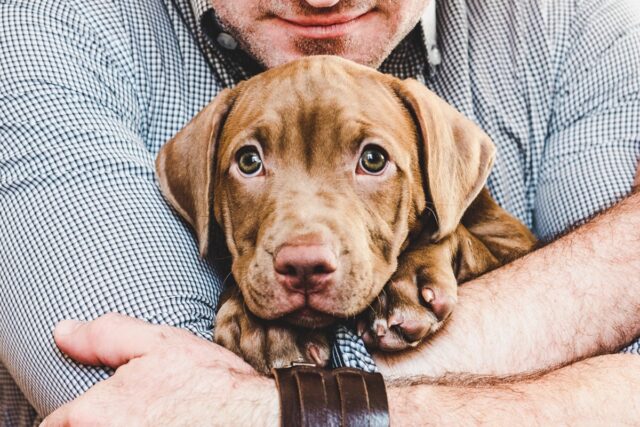 Cane che chiede scusa, i modi tenerissimi in cui Fido ci chiede di perdonarlo