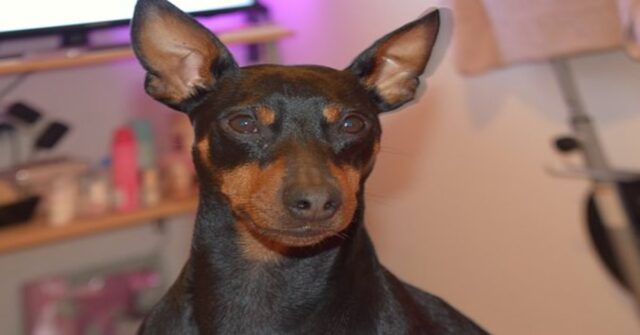 Un cucciolo di Pinscher nano avvolge un neonato in una copertina (VIDEO)