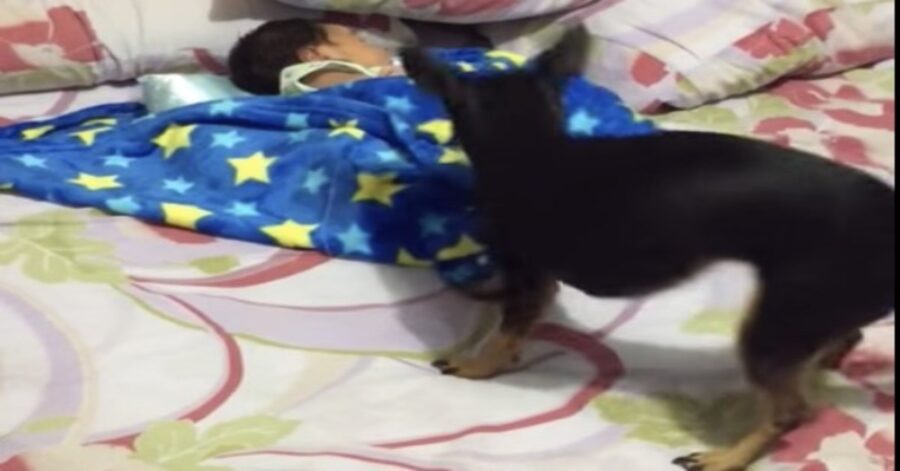 Pinscher copre un bambino con una copertina azzurra 