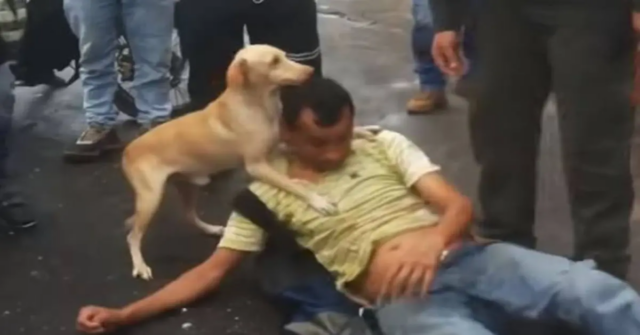 Un cane non permette che nessuno si avvicini al suo padrone ubriaco disteso a terra (VIDEO)