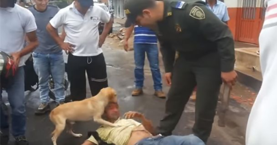 cane protegge padrone ubriaco