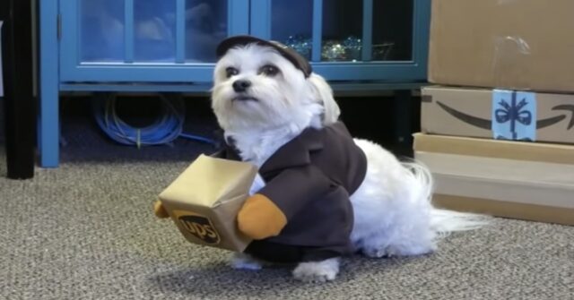 Snowball, il cucciolo di Maltese che fa una sorpresa al suo corriere UPS preferito (VIDEO)