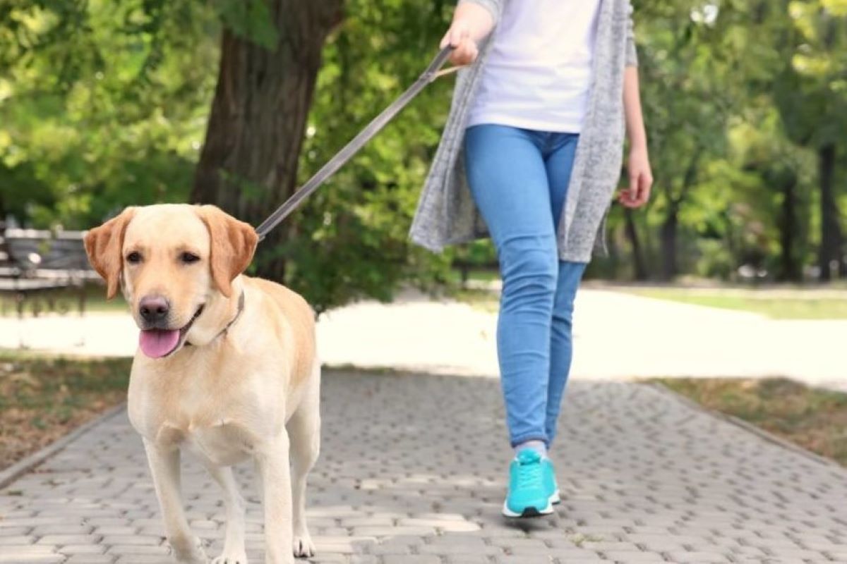 cane e obblighi di legge