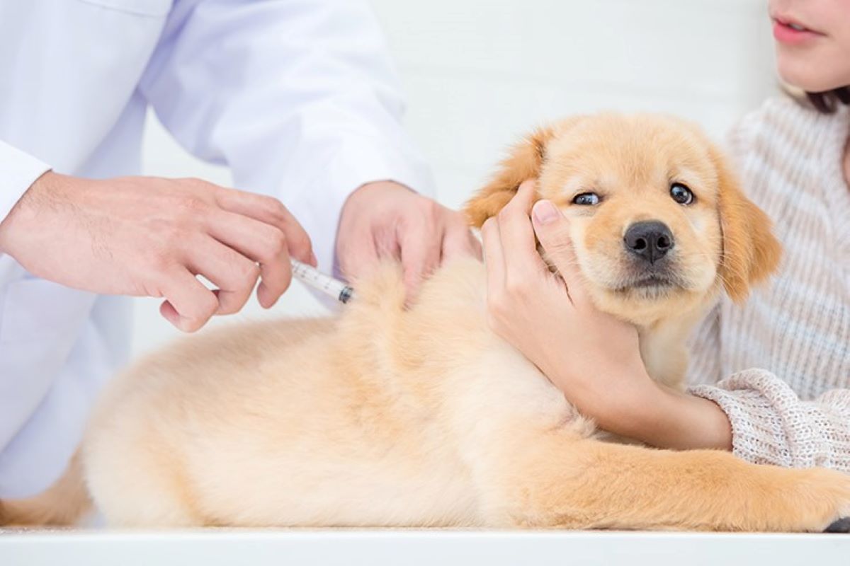 cucciolo e microchip